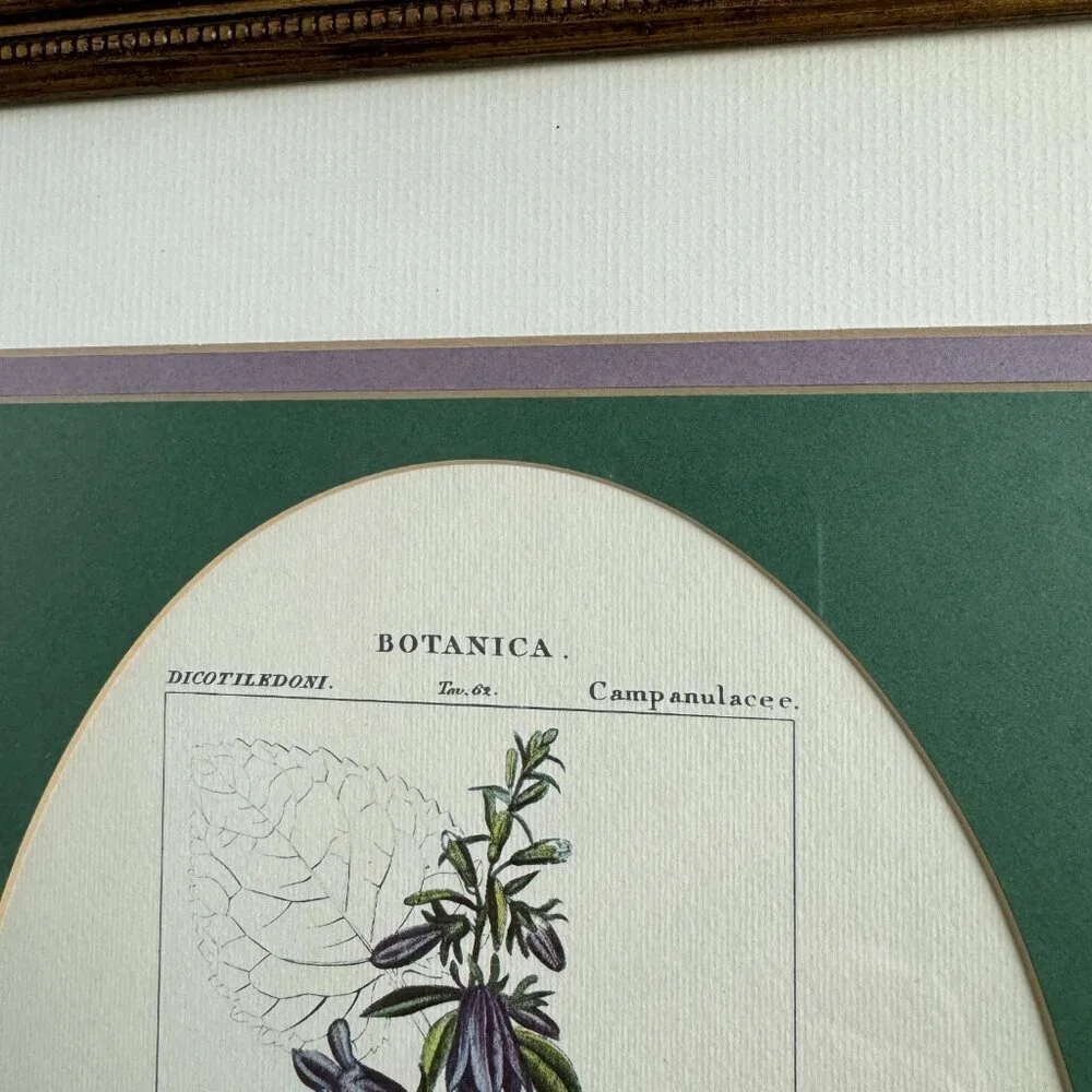 Vintage Reproduction Litho Florales Botanical Art CAMPANULA Framed